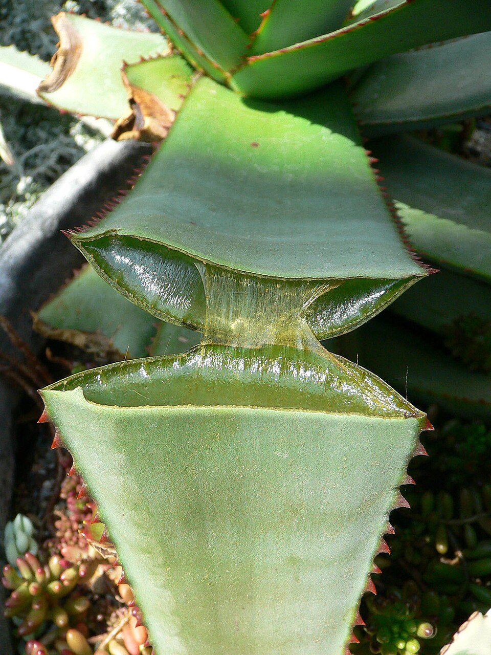 aloe vera — Temmuz'da Aloe Vera Neden Sarılık Gösterir?